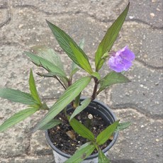 루엘리아 소품 야생화 보라색 꽃 그린식물팜, 1개