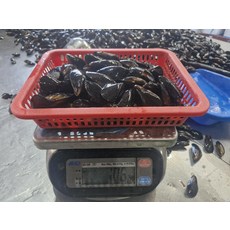 자연산 국산 홍합 1kg 90미내외 1kg 90미내외 홍합탕 해물찜용