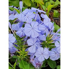 플럼바고 [야생화담담], 1개