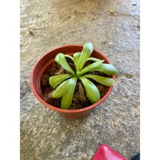 霏霏園藝巨大捕蟲菫 3寸盆栽 居家捕蚊植物, 1個, 紅盆200元