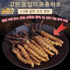 프리미엄 동충하초 티베트 와인 동충하초 프리미엄 해발 와인, 0.5g