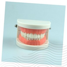 치과 교육용 턱뼈 모형 실습 덴탈 구강 해부학 치아 잇몸 진 학습 도구, 1개, 상세페이지 참조