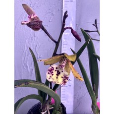 [루반정원] Guarvolclia werner 'Alexa' AMAOS, 1개