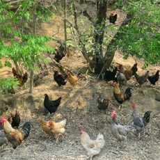 NON-GMO 유기농계란 난각번호1번 유정란 무항생제 산림방사 달걀, 40구, 1개, 초란