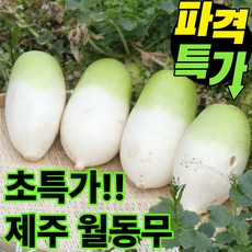 [제주직송] 국산 제주 무우 세척 월동무, 1박스, 2kg