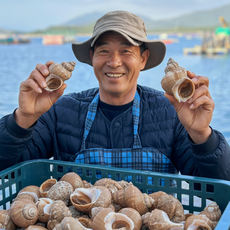 [재구매율1위] 당일조업 생물 백고동 백골뱅이, 1박스, 1kg 소소