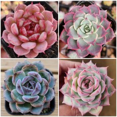 에디션3 - 다육식물4종모음 [ 다육4종세트 ], 1개