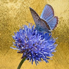 풍수아트 센스있는 개업 집들이 선물 황금 해바라기 그림 골드 연꽃 모란꽃 액자 거실 현관 인테리어, 13.블루버터플라이