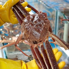 러시아산 제철 활 대게 80%이상 수율보장 900g 1000g 1100g 1200g 1300g [원산지:러시아연방], 1개, 활대게 1kg~1.1kg