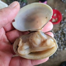 국내산 해감 생물 바지락 왕바지락 1kg 60미 내외 대사이즈, 1개, 바지락1kg(60미내외)