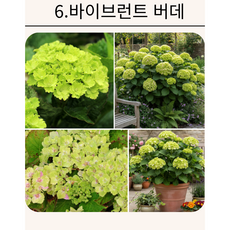 수국 바이브런트 버데 P15포트 라임색 원예 여름개화 마크로필라, 1개, 연두계열