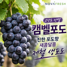 [건강애]단 캠벨포도, 1박스, 1kg(3-5수 내외)
