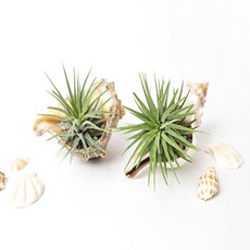 아트박스/에듀팜몰 소라껍데기 이오난사 공기정화식물 화분 DIY (1인), 1인세트