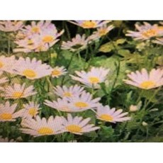 德國洋甘菊精油 純精油分裝罐(藍綠色液體) 產地印度 30ml, 1個