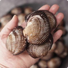 초록미소 산지직송 벌교 피꼬막 1kg 당일조업, 피꼬막 1kg (20~25미), 1개