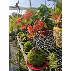 霏霏園藝 寒梅 苔玉球盆, 1個