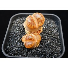 리톱스 레드코랄2두 동일품-260508 아프리카식물 멸종위기 희귀선인장 코덱스
