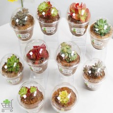 원투라이프 미술반제품 다육이 식물 화분 만들기 패키지