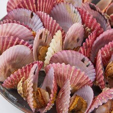 패스트랜드 국내산 가리비 생물 고성 산지직송, 1박스, 3kg (72미 내외)