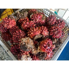 자연산 특대짜 참멍게 1kg(3미내외), 1개, 1kg(3미 내외)