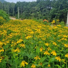 삼잎국화 모종 노지종근 뿌리 20촉+ 작은모종10개, 20개