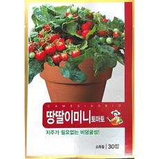 진안도시농부 땅딸이미니토마토 씨앗, 5개