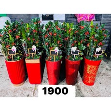 霏霏園藝盆栽 適合送禮、開幕、新房擺設 特價1600元附贈送禮盒, 1個, 1900元