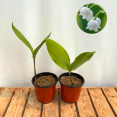 지피식물 화단식물 은방울 방울꽃 은방울1+1, 1개