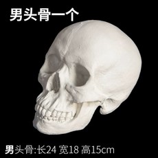 소묘 석고 도형 입체도형 드로잉 원기둥 정육면체 세트, 두개골(남)