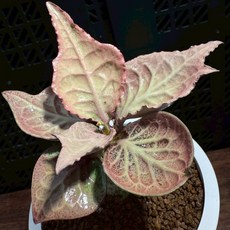 布楚禮 彩葉麒麟 觀賞植栽