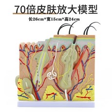 모형도 관리실 모낭 구조모형 과, C. 70x 피부 확대 모델