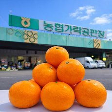 [당도보장 천혜향] 제주 천혜향 가락시장 새벽경매 직접 선별 고당도, 1개, 3kg