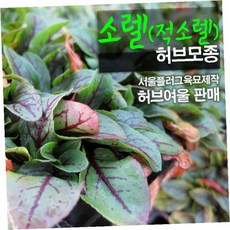 식용 허브 적색 소렐 모종 5p 서울 육묘장 생산 샐러드 요리 재료 텃밭
