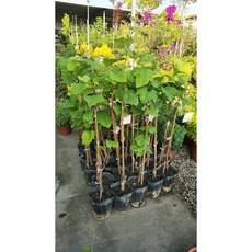 霏霏園藝 麝香葡萄苗 陽光玫瑰葡萄植株, 1個, 60-70公分500元