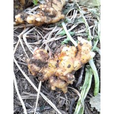 [행사-선착순100명 행사특가!] 국내산 햇생강 흙생강 특품 서산생강, 1개, 생강2kg