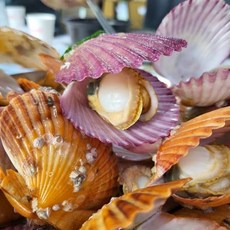 남해안 제철 홍가리비 1kg 산지직송, 2kg, 1개