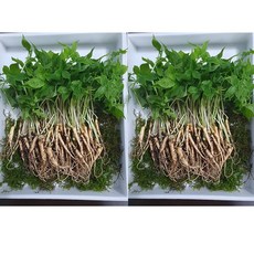 강원도 청정 새싹삼 당일수확 한정판매 200뿌리 내외, 1박스, 200ml