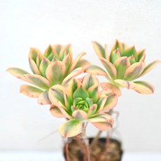 플로렌센스 그린핑크 다육이 부드러운 색조와 매력적인 형태 실내 장식용3-2, 1개, 청색