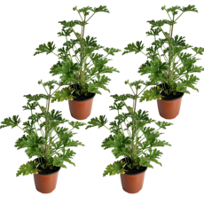 구문초 모기퇴치 벌레잡이 공기정화 허브 식물 대성식물, 4개, 단일