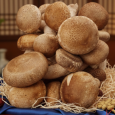 산지직송 고급 2등급/파지 천하일품 무농약 송고 송화 송향버섯, 1박스, 파지(못난이) 송향버섯 1kg