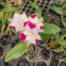 마리송 카틀레야 카틀레아 꽃 서양란 희귀난초 제이팜, 1개