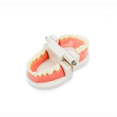 루이일 교육용 치아모형 양치연습