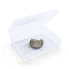 화폐석 신생대 표준화석 유공충 내부구조 특징 관찰 초등과학 돌봄 원리 퇴적물 수업 어린이 학생 식물 뼈