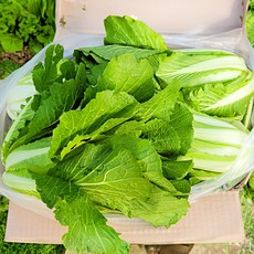 야채삼촌 전라도 얼갈이 배추 약 4kg, 얼갈이 4kg, 1개