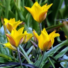 [나은식물원][원종튤립 모종] 콜파코스키아나-10cm 3구 1포트