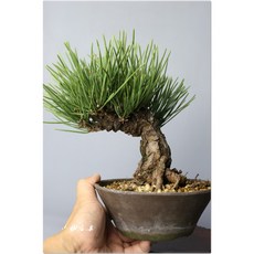 小樹安每 日本扇松 03 (稀有品種) 盆栽，日式禪意，居家擺飾，淨化空氣, 1個