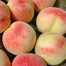 [오픈쿠폰] 프리미엄 겨울복숭아 설아 설리 초특가, 1개, 500g