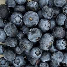 싱싱한 칠레산 생블루베리 125g 4팩 슈퍼푸드 과일