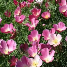 [나은식물원][모종] 캘리포니아 양귀비 퍼플 10cm 2포트