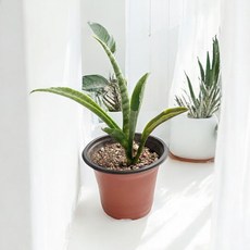 정원용 원형화분 9cm 플라스틱 원예용기